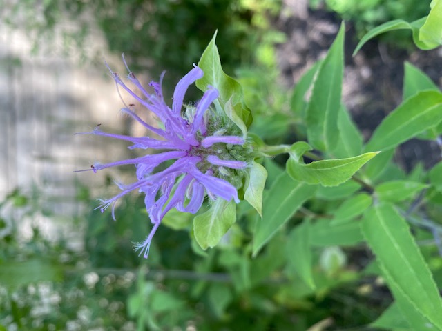 beebalm 20.jpeg